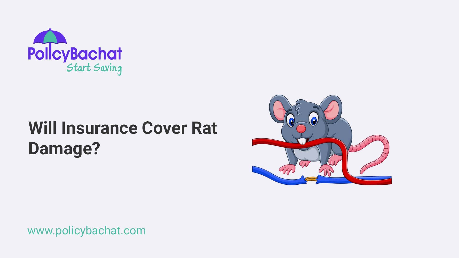 Will insurance cover rat damage? PolicyBachat